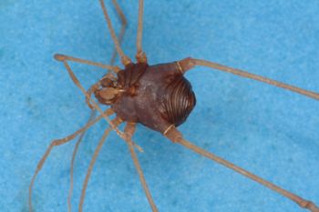 Media type: image;   Invertebrate Zoology 14723